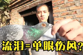 刚买回来的鸽子眼睛流泪吓坏小伙儿，同鸽舍的鸽子会不会被传染？视频封面