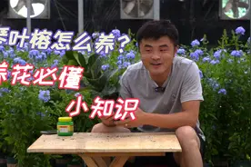 家庭易养的绿植——琴叶榕。养护极其简单。叶片又大又油绿。视频封面