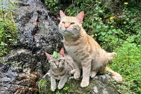 猫咪和小黄鸡是形影不离的好朋友 一起出去玩一起回家视频封面