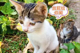 两只流浪猫争地盘，先来的把后来的连扇十个耳光，打到喊主人救命视频封面