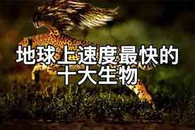 你知道地球上速度最快的动物是谁吗？猎豹都只能排在第六！视频封面