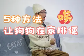 隔离在家的时间，没办法出门遛狗，用这5个方法解决狗狗排便问题视频封面