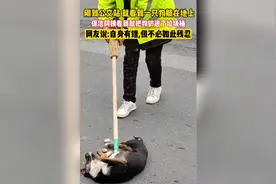 保洁阿姨要把狗子铲进垃圾桶，万物皆有灵，我们应该保护它们。视频封面