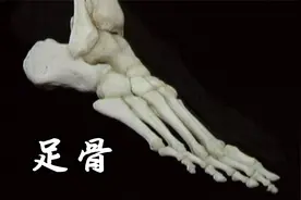 足的骨：趾骨、跖骨、跟骨、楔状骨、距骨视频封面