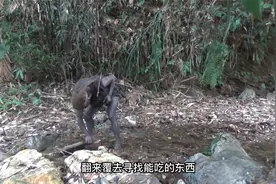 农村女孩上山煮鸡吃，被一个野人绑了起来视频封面