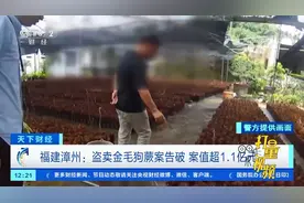 福建漳州：盗卖金毛狗蕨案告破，案值超1.1亿元|天下财经视频封面