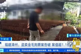 福建漳州：盗卖金毛狗蕨案告破，案值超1.1亿元|天下财经视频封面