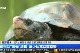捡菌捡到“国保”动物 三小伙救助交森警视频封面