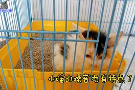 小流浪猫在猫笼里隔离，瘦小的样子让人心疼，烟熏嗓音太有特点了