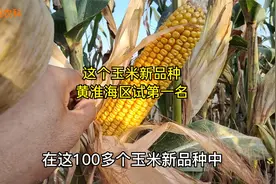 这个玉米新品种，在黄淮海种植产量第一名，比其它品种增产200斤视频封面