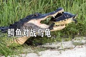 鳄鱼捕获一只乌龟，张开大口却咬不动，乌龟壳有多硬？视频封面