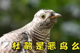 杜鹃鸟到底是恶鸟？还是益鸟？视频封面