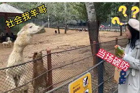 女孩投喂羊驼时，只因一个动作，遭到羊驼疯狂报复视频封面