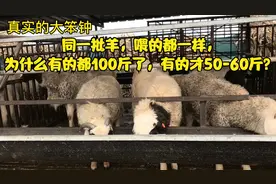 同一批羊，喂的都一样，为什么有的都100斤了，有的才50-60斤？视频封面