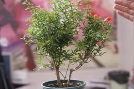 园艺师教你，新买回家的观赏石榴盆栽，怎么养护才正确视频封面