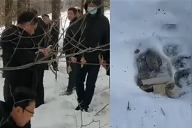 小心，有东北虎出没！吉林舒兰有村民牛丢失一夜后被啃食仅剩残骸视频封面