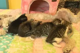 暖心狗妈妈照顾可爱猫宝宝视频封面