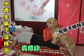 小虎生病了没钱看医生，于是金毛外出捡瓶子换钱给他治病，真暖心视频封面