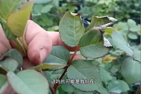 月季叶片卷曲，不一定都是蓟马所为，还有可能是这些原因导致视频封面