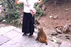 贵阳黔灵山公园的猴子太顽皮了，扯住美女的裙子不让走视频封面
