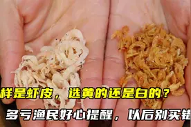 同样是虾皮，选黄的还是白的？多亏渔民好心提醒，以后别买错了视频封面