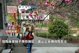 信阳商城：采茶妹子带你体验高山上采摘信阳毛尖视频封面
