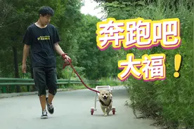 给瘫痪的狗狗做了一个轮椅，它终于可以快乐的奔跑了视频封面