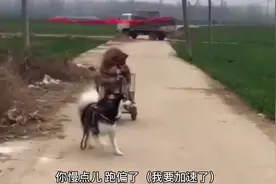 搞笑视频：怎么了，你先走吧，我开车你放心，经验丰富，技术娴熟视频封面