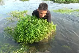 师傅带徒弟潜水抓鱼，水中展示空手抓鱼技术，真厉害视频封面