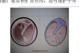 耳生理解剖PPT视频封面