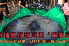 柬埔寨捕获巨型“黄貂鱼”，专家称这是好事，这其中预示着什么？视频封面