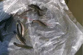 小邓第一次在网上买黑鱼苗，一共花了358元，看看这成活率怎么样视频封面