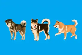 中华田园犬的三个品系视频封面