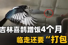 吉林喜鹊连续蹭饭4个月，临走还打包，它真的会带来好事连连吗？视频封面