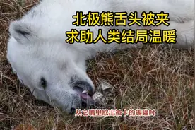北极熊舌头被夹，求助人类结局温暖视频封面