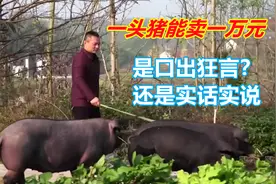 四川小伙创业养黑土猪，一头猪能卖一万元，他是如何做到的？视频封面