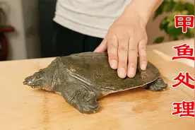 正确的甲鱼宰杀和处理方法，哪些内脏能吃？哪些不能吃？有讲究视频封面