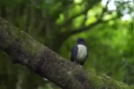 如果你真心选择去做一件事，那么全世界都是帮助你的。视频封面