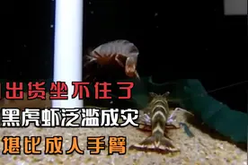 中国出货坐不住了，美国黑虎虾泛滥成灾，大小堪比成人手臂视频封面