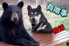 二哈：这是我俄罗斯的朋友 它熊特别好呦视频封面