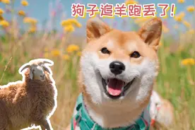 狗子在大草原追羊跑丢了，吓死了视频封面