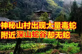 广西山村出现大量毒蛇，深山蛇谷中却无蛇，蛇群为何聚集在村庄？视频封面