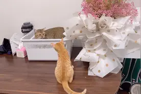 猫咪偷主人的花送小母猫，撒得一手好狗粮，网友：神仙爱情我酸了视频封面