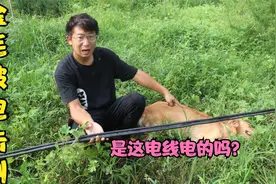 金毛躺在河边一动不动，浑身抽搐还麻木，它这是被电到的迹象吗？视频封面