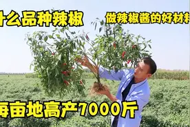 农村大叔种200亩高辣辣椒，尝一口就辣得流汗，每亩产湿椒7000斤视频封面