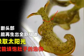 自断头部还能再生全新身体的动物你见过吗？利用阳光就能填饱肚子视频封面