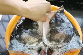 2斤鱼头怎样做不腥？别再加料酒和姜片了，教你正确做法，超好吃视频封面