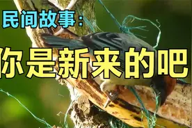 民间故事：你是新来的吧视频封面