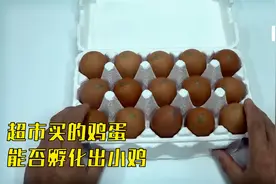 超市买的鸡蛋，到底能否孵化出小鸡！视频封面