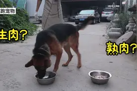 狗子到底是喜欢吃生肉还是熟肉？小伙用3条狗测试，结局会是啥样视频封面